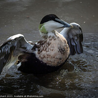 Buy canvas prints of Eider duck stretching it's wings  by Ray Pritchard