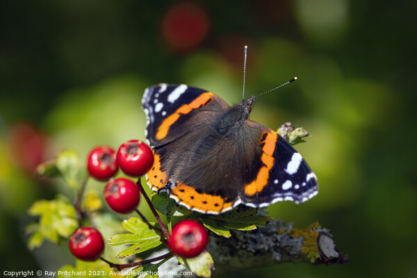 Red Admiral Butterfly  Picture Board by Ray Pritchard