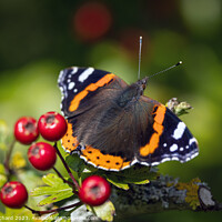 Buy canvas prints of Red Admiral Butterfly  by Ray Pritchard