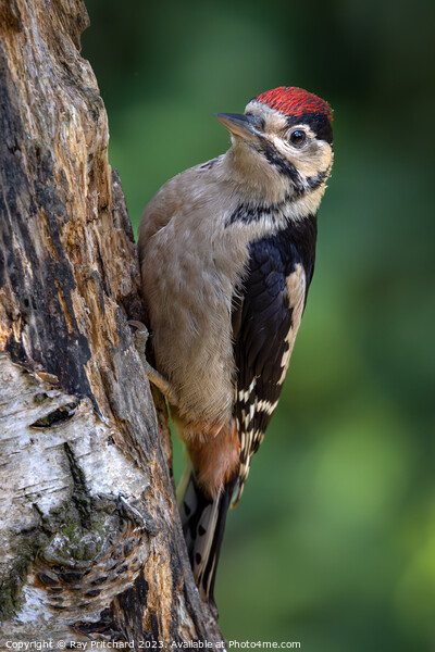 Great Spotted Woodpecker  Picture Board by Ray Pritchard