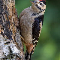 Buy canvas prints of Great Spotted Woodpecker  by Ray Pritchard