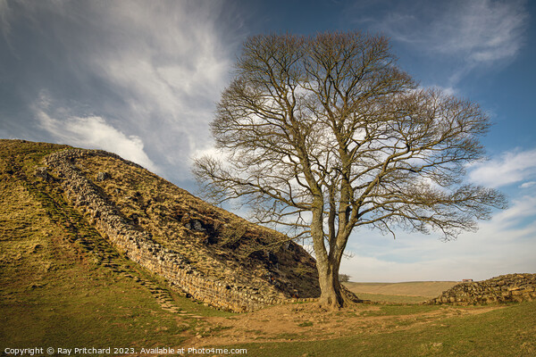 Sycamore Gap  Canvas Print by Ray Pritchard