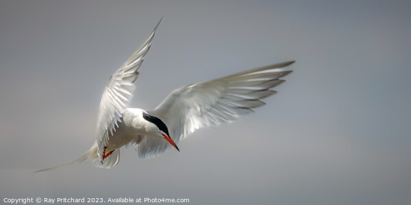 Common Tern Framed Mounted Print by Ray Pritchard