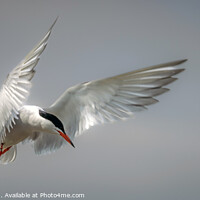 Buy canvas prints of Common Tern by Ray Pritchard