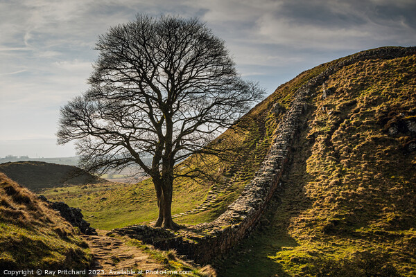 Sycamore at Hadrian's Wall Framed Print by Ray Pritchard