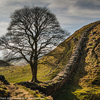 Buy canvas prints of Sycamore at Hadrian's Wall by Ray Pritchard