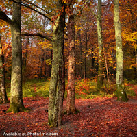 Buy canvas prints of Autumn Colours round Derwent Water  by Ray Pritchard