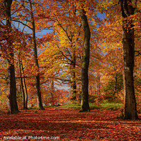 Buy canvas prints of Autumn Colours Around Keswick by Ray Pritchard