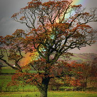 Buy canvas prints of Rainbow and the Tree  by Ray Pritchard