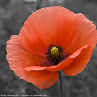 Buy canvas prints of Poppy by Ray Pritchard