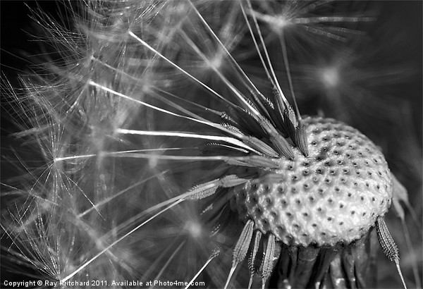 Dandelion Clock Picture Board by Ray Pritchard