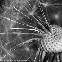 Buy canvas prints of Dandelion Clock by Ray Pritchard