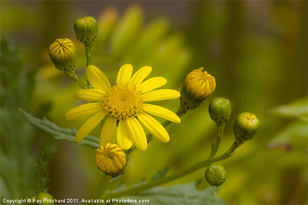 Common Ragwort Picture Board by Ray Pritchard