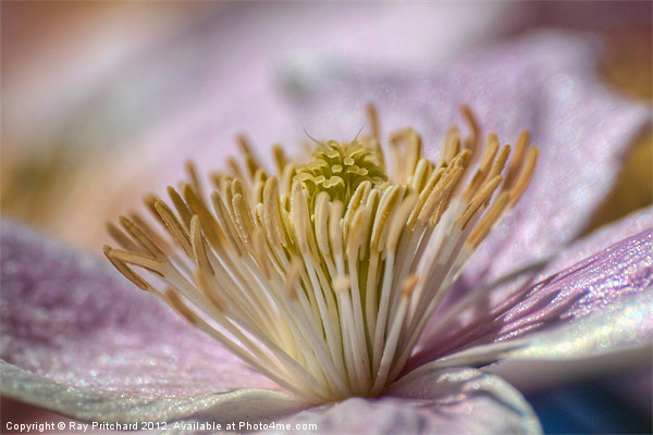 Clematis montana Picture Board by Ray Pritchard