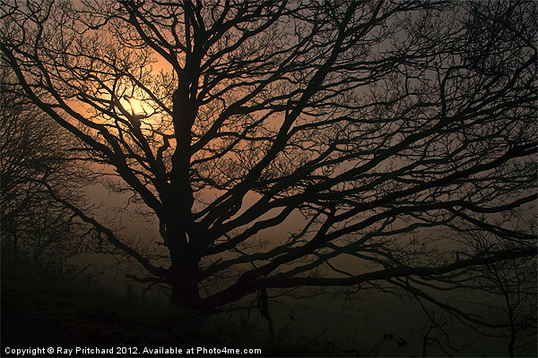 Tree in the Mist Picture Board by Ray Pritchard