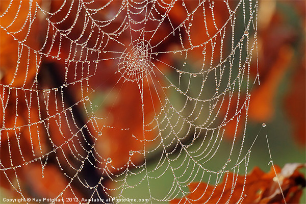 Dew Covered Web Picture Board by Ray Pritchard