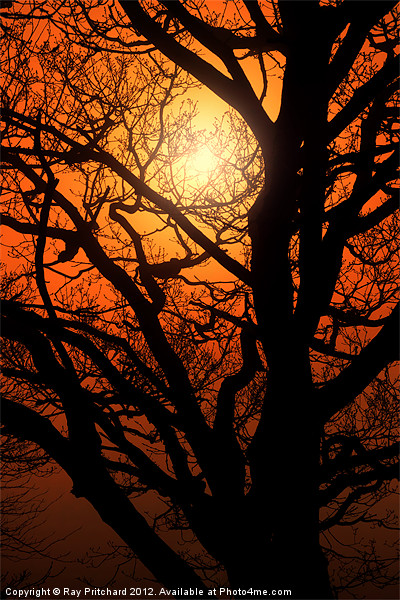 Tree And A Misty Sunrise Picture Board by Ray Pritchard
