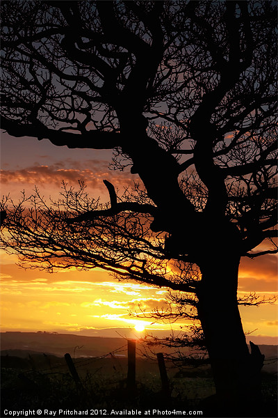 Sunset and Tree Picture Board by Ray Pritchard