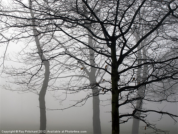 Trees in the Mist Picture Board by Ray Pritchard