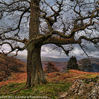 Buy canvas prints of HDR Tree at Park Brow by Ray Pritchard
