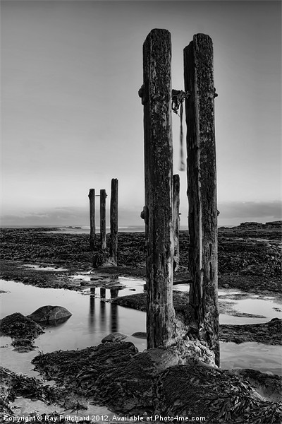 Old Groynes at Whitley Bay Picture Board by Ray Pritchard