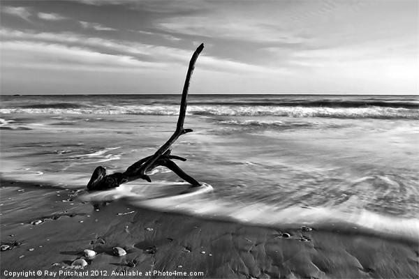 Washed Up Branch Picture Board by Ray Pritchard