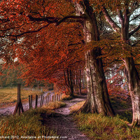 Buy canvas prints of Ousbrough Woods-Autumnized by Ray Pritchard