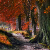 Buy canvas prints of Ousbrough Woods-Autumnized 2 by Ray Pritchard