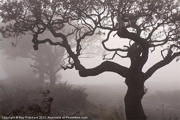 Trees in The Fog Picture Board by Ray Pritchard