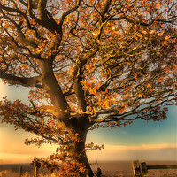 Buy canvas prints of Painted Tree by Ray Pritchard