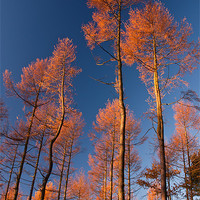 Buy canvas prints of Autumn Pines by Ray Pritchard