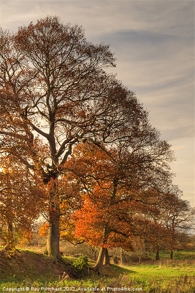 Autumn Light Picture Board by Ray Pritchard