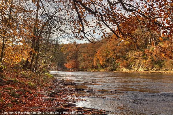 Autumn On The River Wear Picture Board by Ray Pritchard