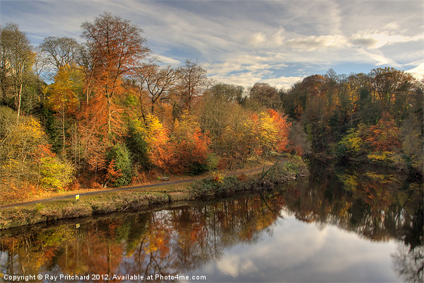 Autumn In Durham Picture Board by Ray Pritchard