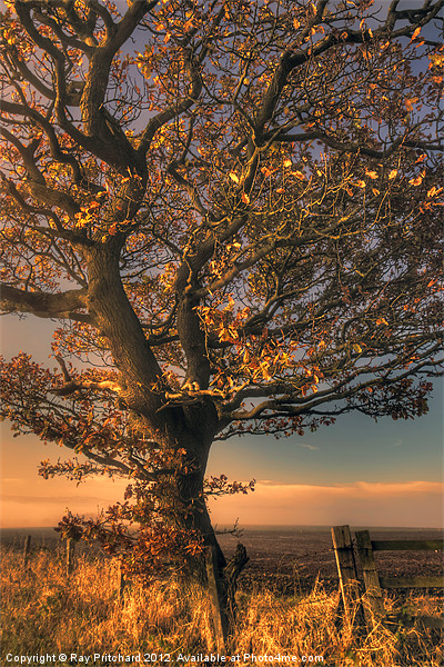 Autumn Tree Picture Board by Ray Pritchard
