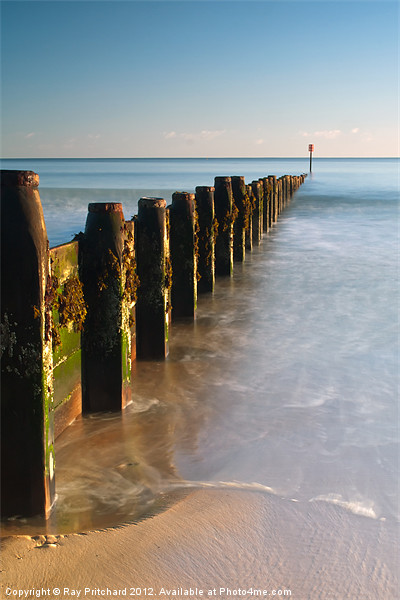 Old Groynes at Blyth Picture Board by Ray Pritchard