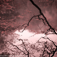 Buy canvas prints of Reflected Branches by Ray Pritchard