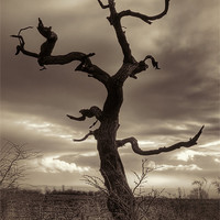 Buy canvas prints of Lone Tree by Ray Pritchard