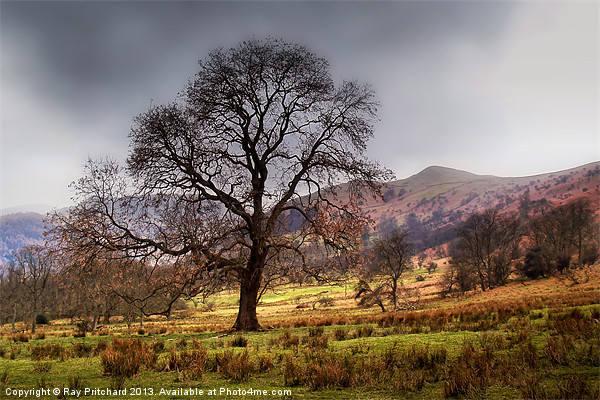 Tree near Ullswater Picture Board by Ray Pritchard