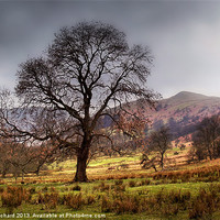 Buy canvas prints of Tree near Ullswater by Ray Pritchard