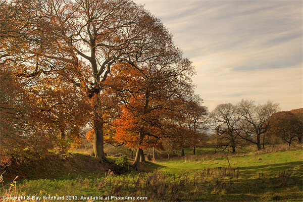 Autumn in Great Lumley Picture Board by Ray Pritchard