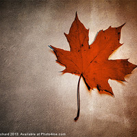 Buy canvas prints of Simple Leaf by Ray Pritchard