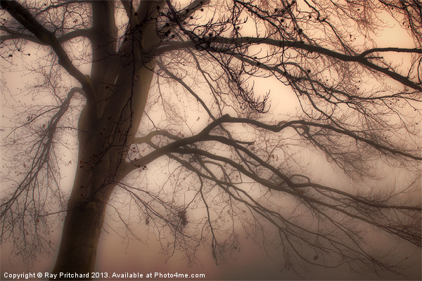 Tree in the Mist Picture Board by Ray Pritchard