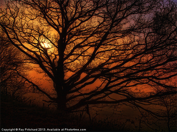 Tree And A Misty Sunrise Picture Board by Ray Pritchard
