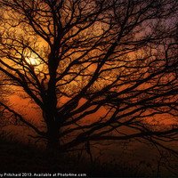Buy canvas prints of Tree And A Misty Sunrise by Ray Pritchard