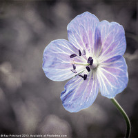Buy canvas prints of Textured Wild Geranium by Ray Pritchard