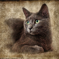 Buy canvas prints of Mitzy The Cat by Ray Pritchard