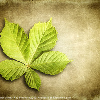Buy canvas prints of Horse Chestnut Leaf by Ray Pritchard