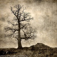 Buy canvas prints of Tree At Park Brow by Ray Pritchard
