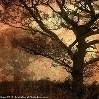 Buy canvas prints of Misty Trees by Ray Pritchard